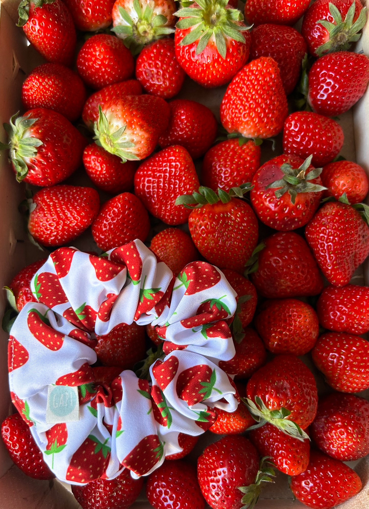 ZIPPER FRAGOLA