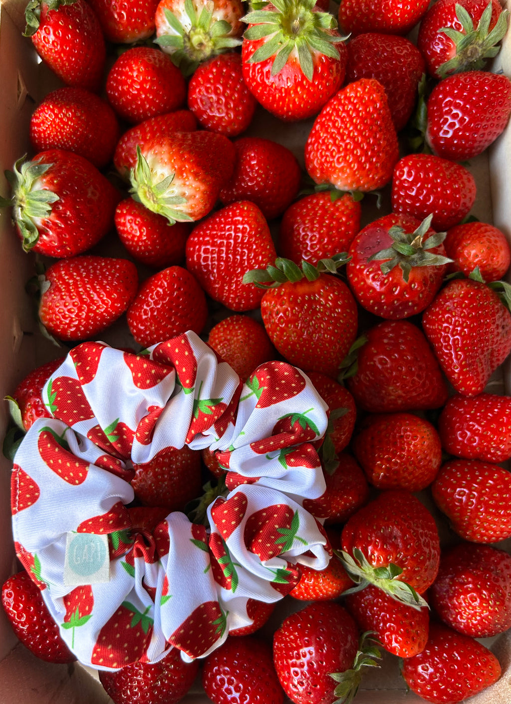ZIPPER FRAGOLA